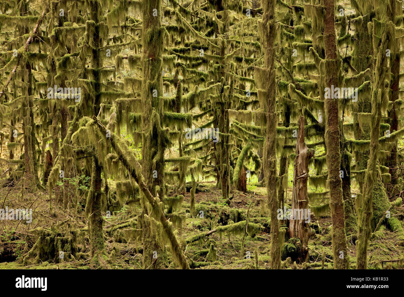 North America, the USA, Alaska, Kodiak Iceland, fort Abercrombie State