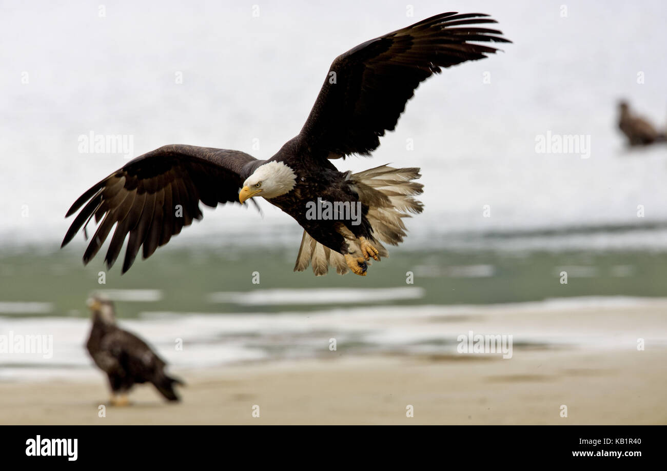 North America, the USA, Alaska, Kodiak Iceland, american eagle, Haliaeetus leucocephalus, Stock Photo