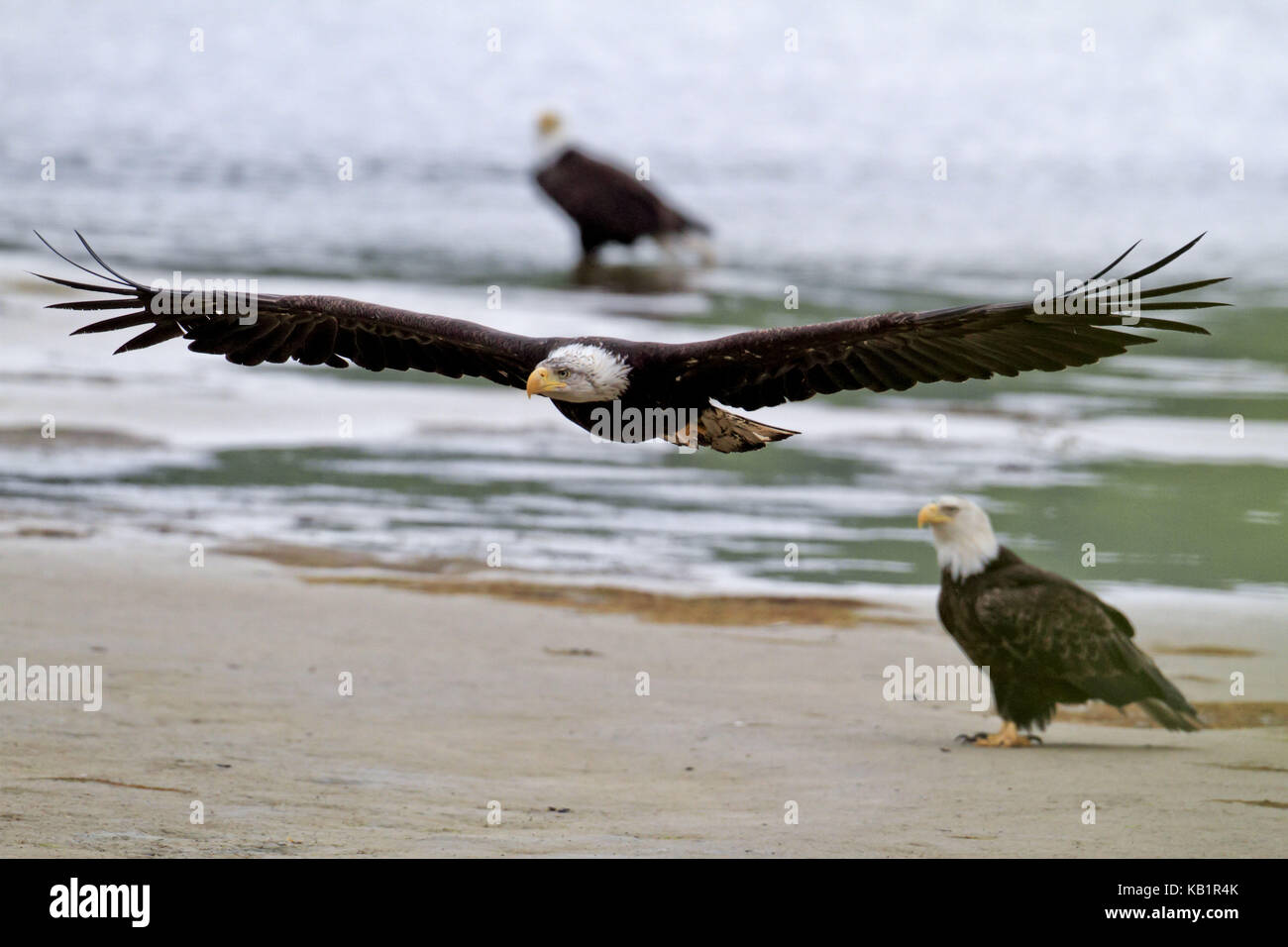 North America, the USA, Alaska, Kodiak Iceland, american eagle, Haliaeetus leucocephalus, Stock Photo