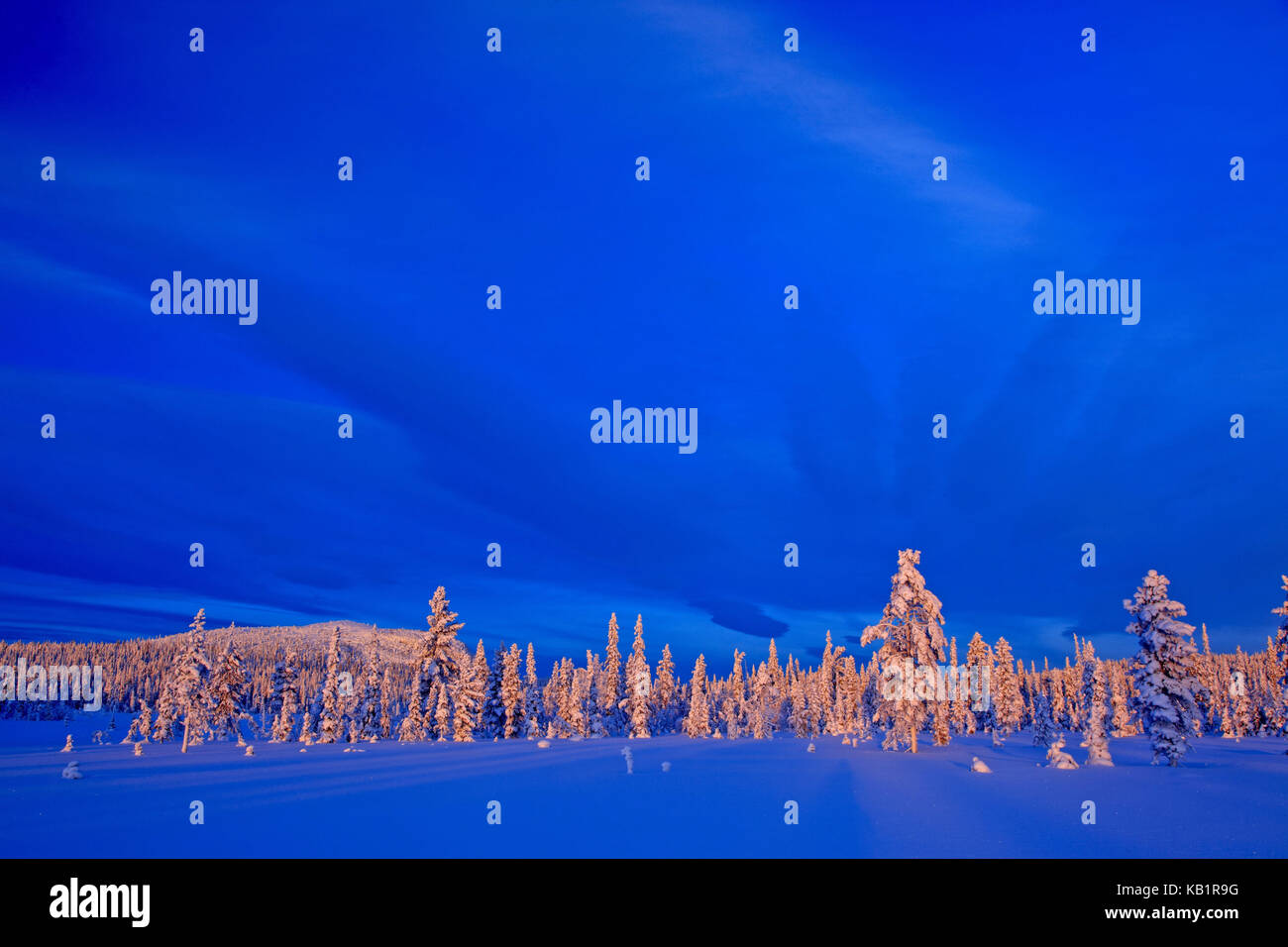 Sweden, Swedish Lapland, Laponia, winter scenery, trees Stock Photo Alamy