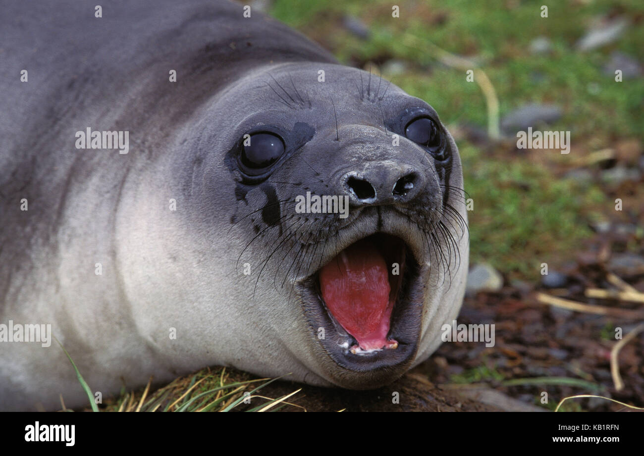 Southern sea elephant, Mirounga leonina, females, beach, lie, roar, Antarctic, Stock Photo