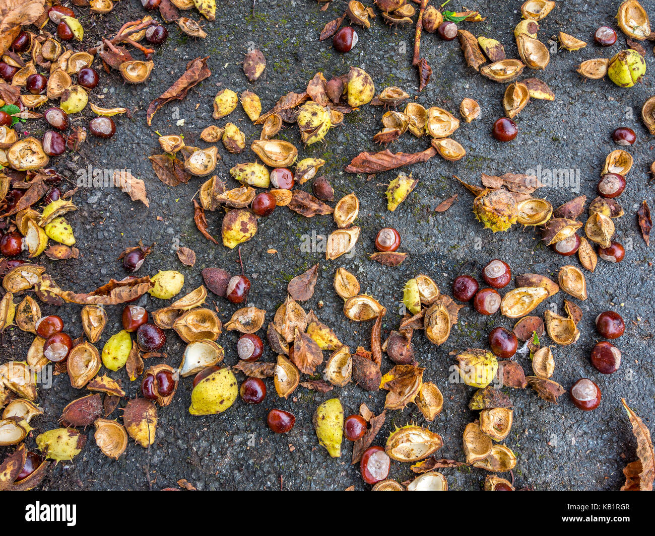 Windfall conkers and shells. Stock Photo