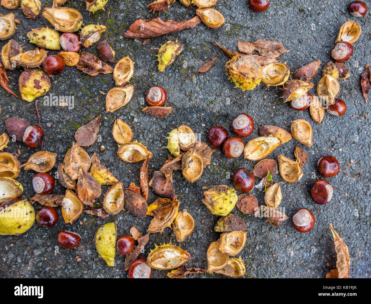 Windfall conkers and shells. Stock Photo