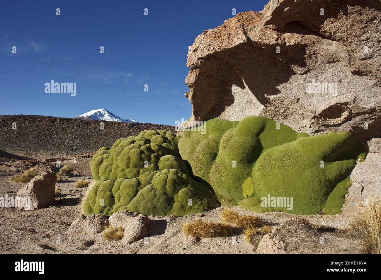 Bolivia, Los Lipez, Mirador Volcan Ollagüe, Yareta moss, Stock Photo