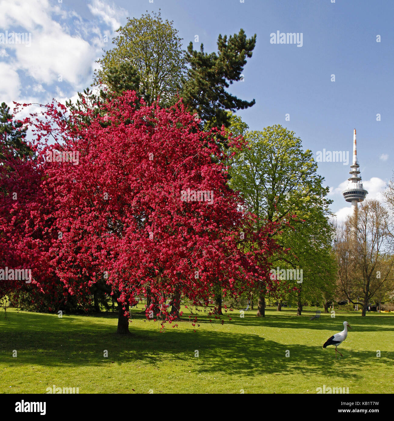 Germany, Baden-Wurttemberg, Mannheim, Luisenpark, trees, blossoming ornamental apple-tree, sunbathing area, stork, Stock Photo