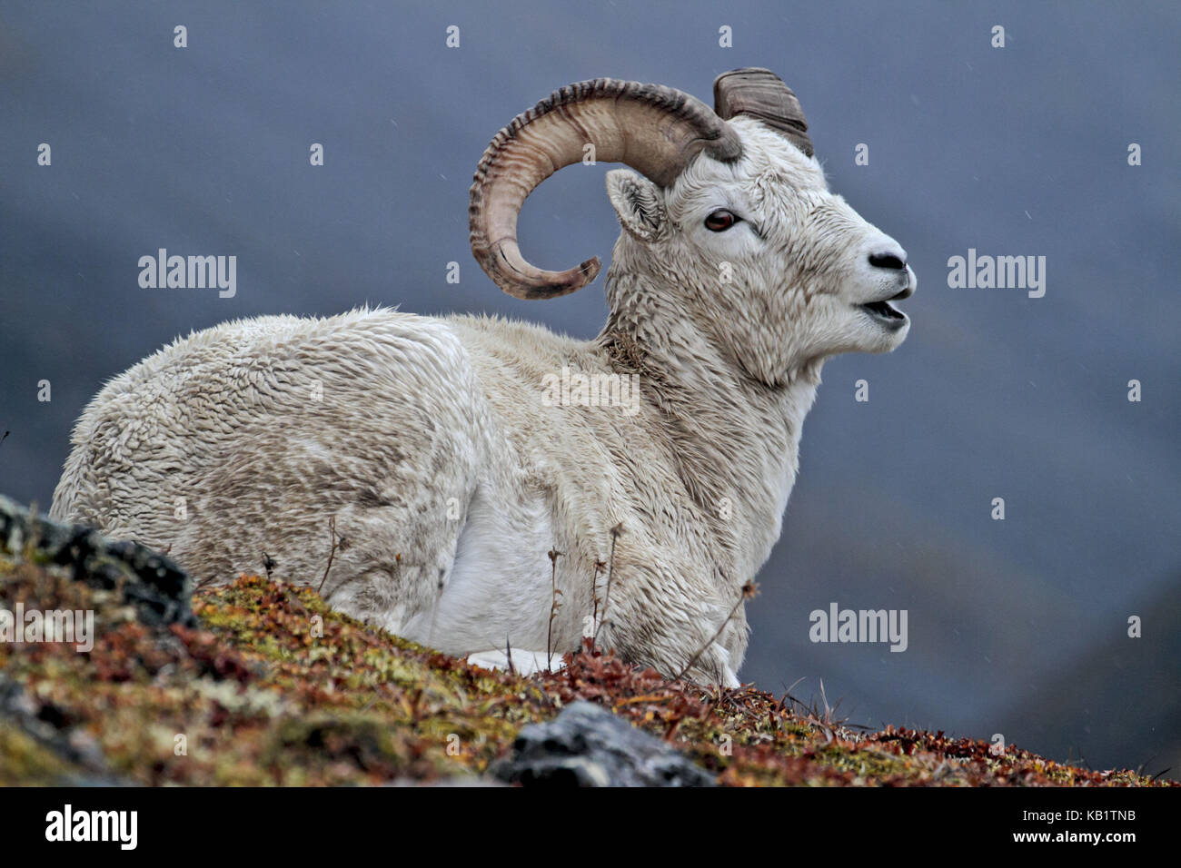 North America, the USA, Alaska, Brooks Range, Dallschaf, Ovis dalli, Stock Photo