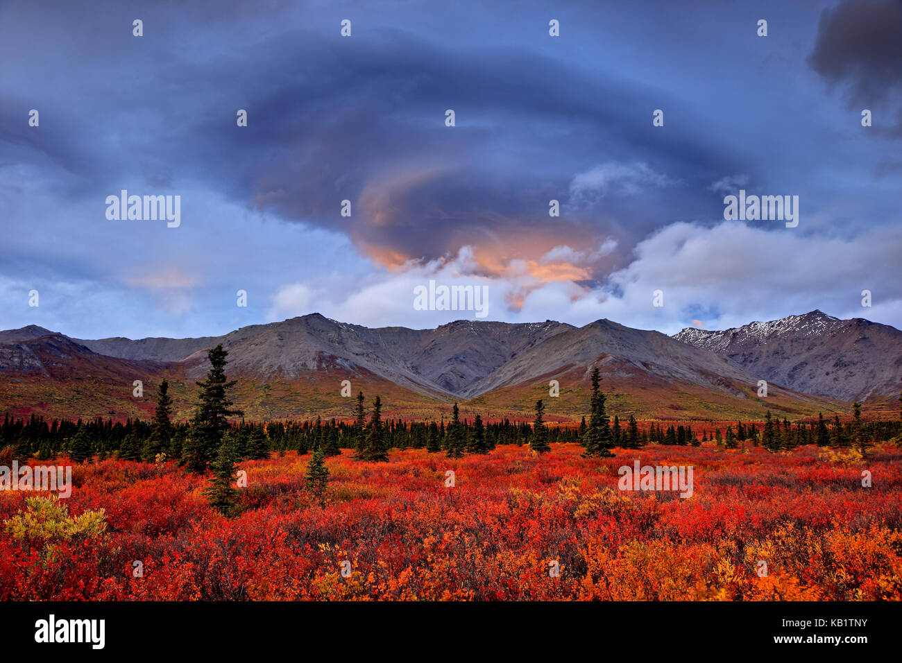 North America, the USA, Alaska, Denali national park, evening mood, tundra, Alaska Range, Stock Photo