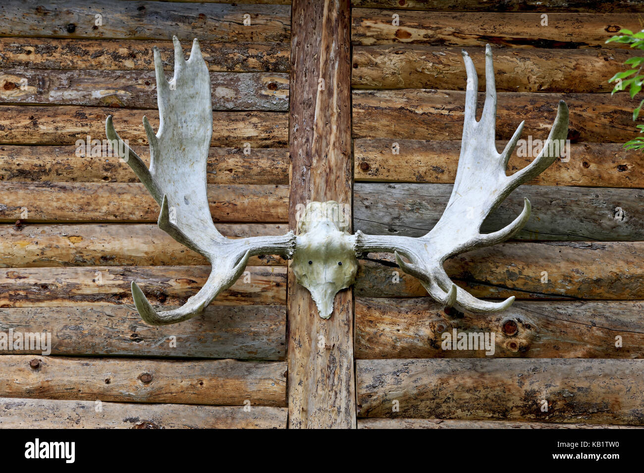 North America, the USA, Alaska, Brooks Range, Wiseman, elk's shovel