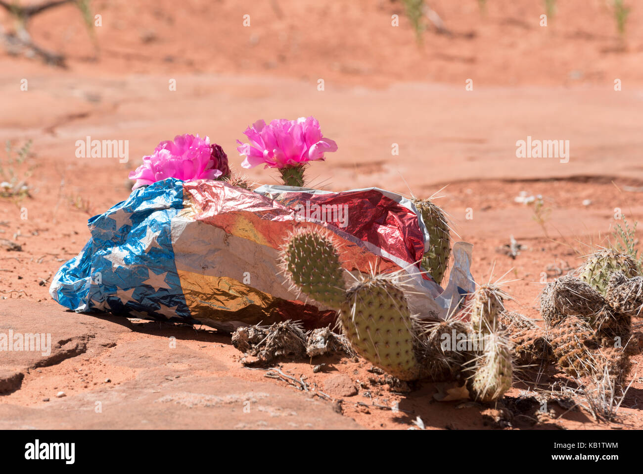 Mylar balloon caught in a pricklypear cactus in Grand Staircase - Escalante National Monument, Utah. Stock Photo