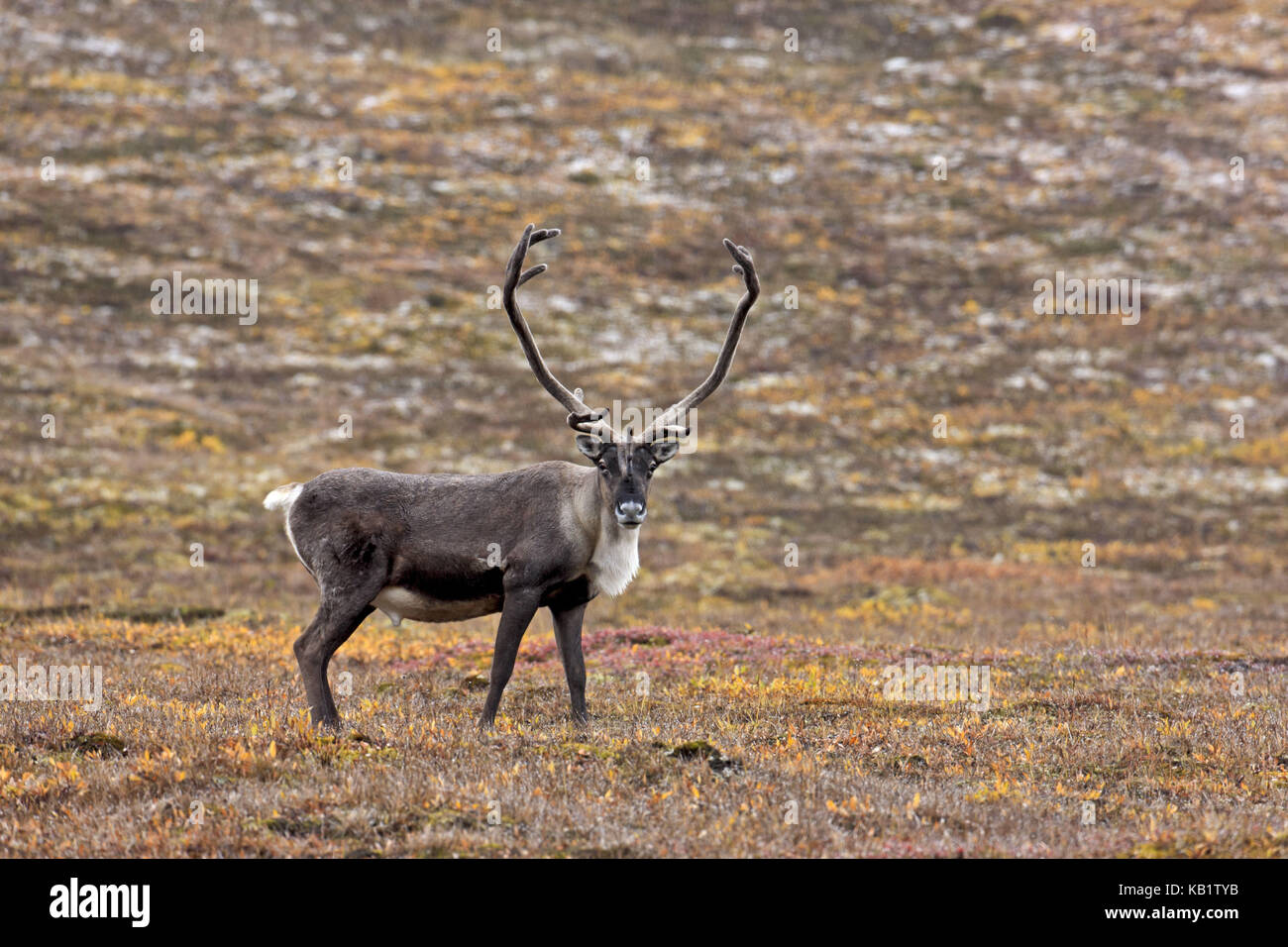 North America, the USA, Alaska, Brooks Range, caribou, Rangifer tarandus, Stock Photo