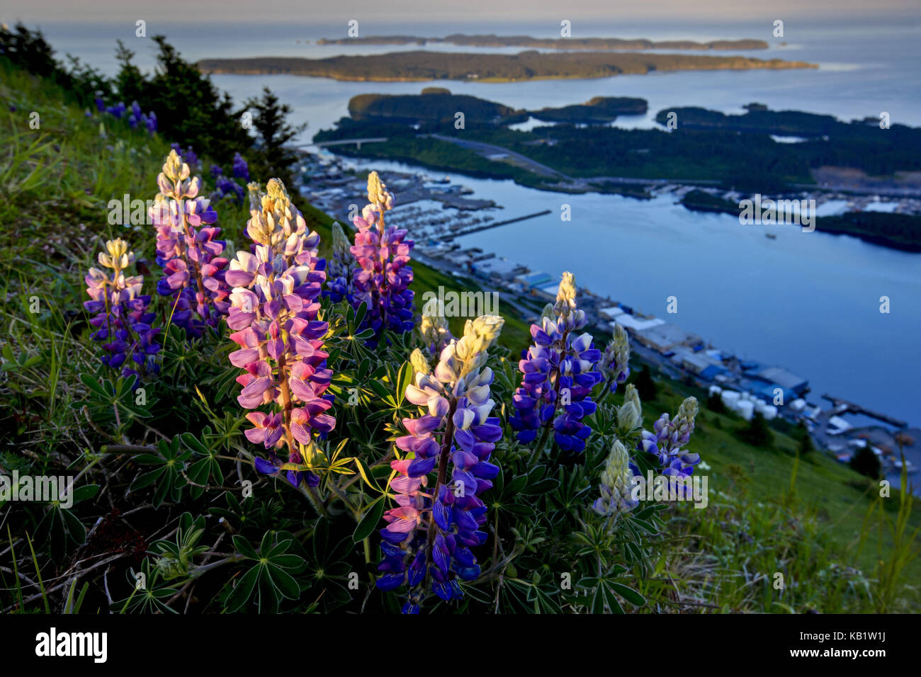 North America, the USA, Alaska, Kodiak Iceland, lupins, Lupinus, Kodiak city, harbour, Stock Photo
