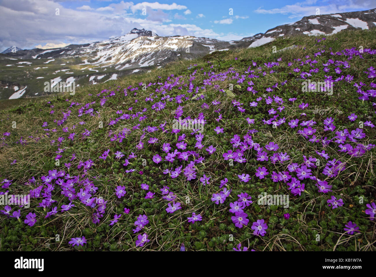 Austria, Salzburg country, High Tauern (Hohe Tauern), High Tauern National Park, Grossglockner Hochalpenstrasse, dwarf's primrose, Primula minima, Stock Photo