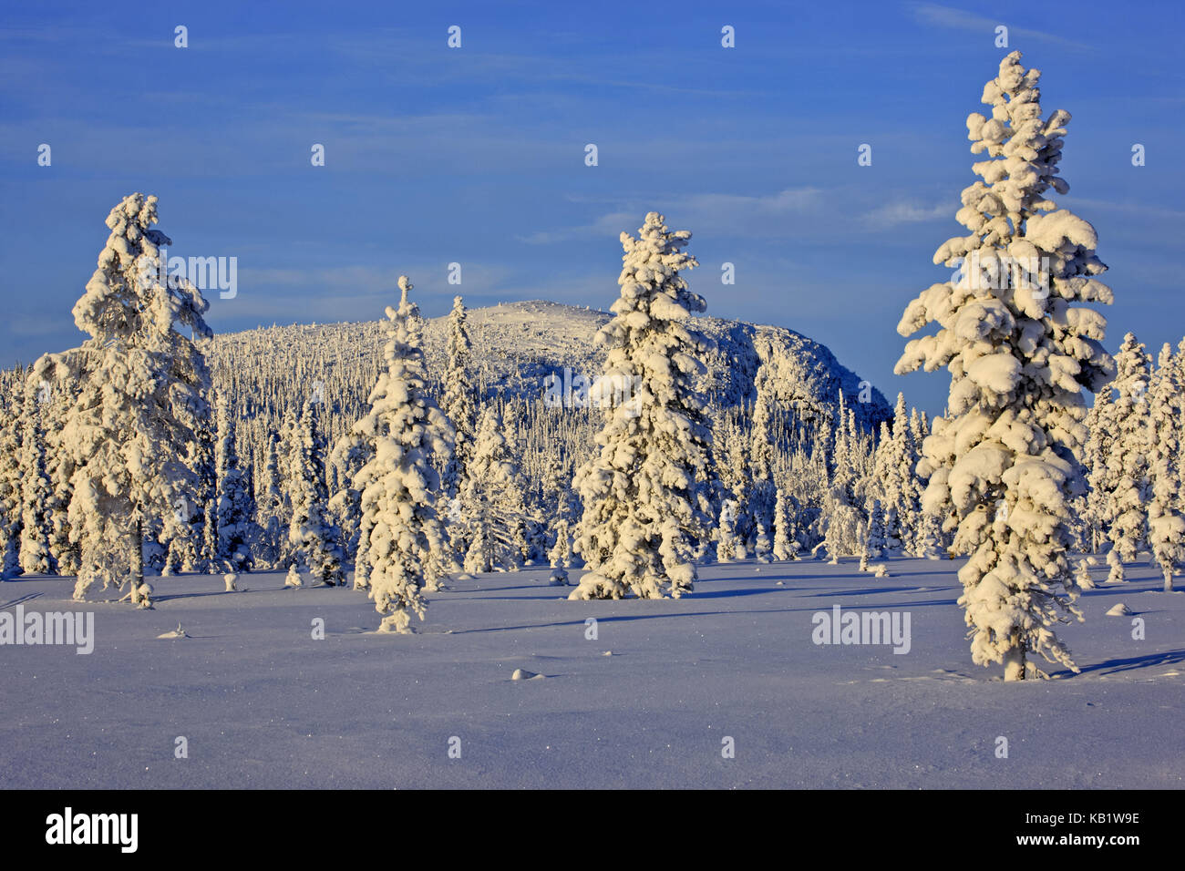 Sweden, Swedish Lapland, Laponia, winter scenery, trees, Stock Photo