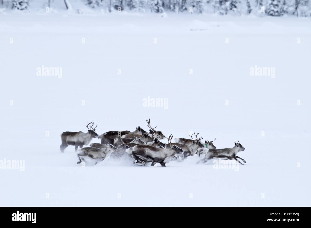 Sweden, Swedish Lapland, Laponia, reindeers, Rangifer tarandus, Stock Photo