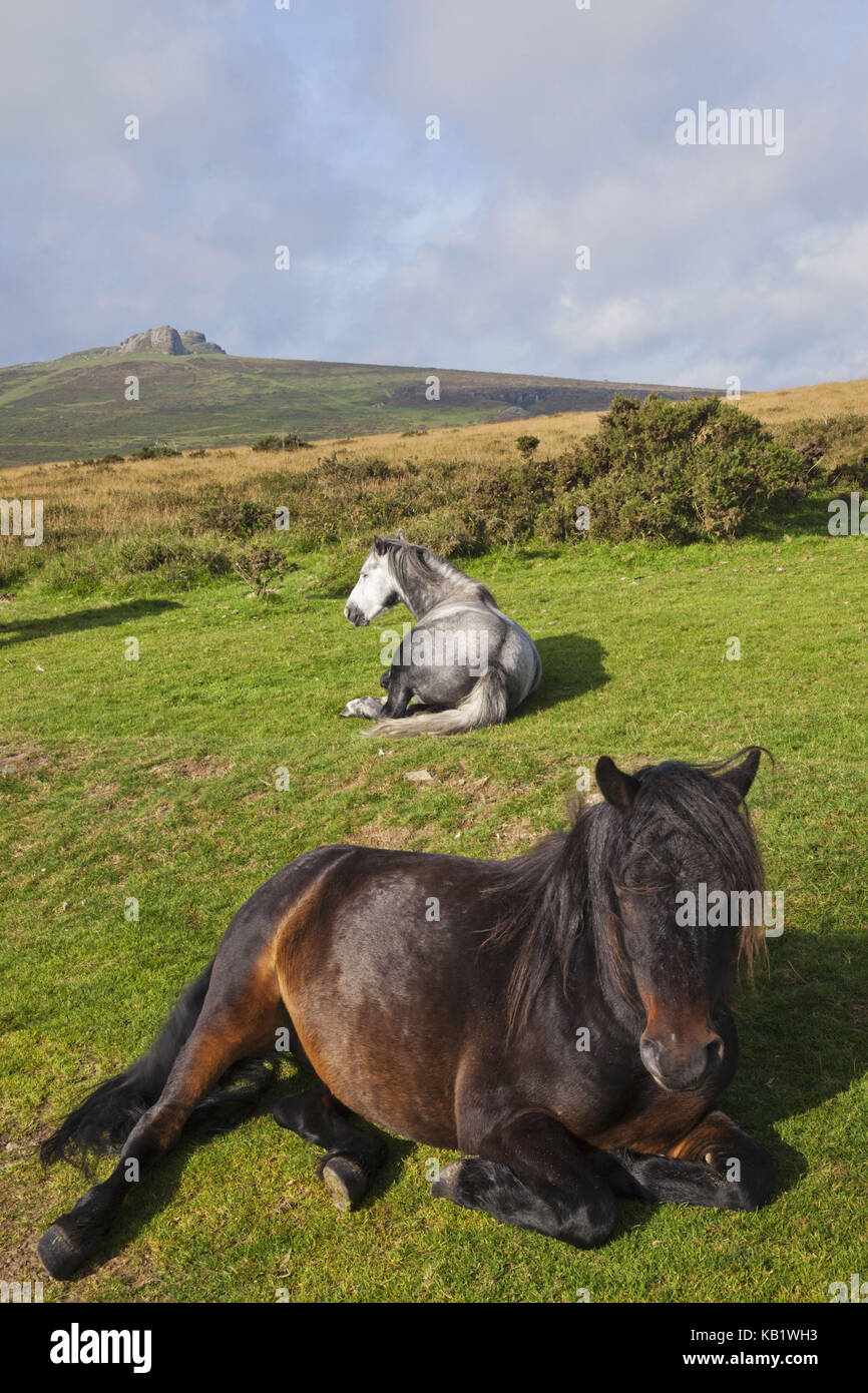 England, Devon, Dartmoor, ponies Stock Photo Alamy