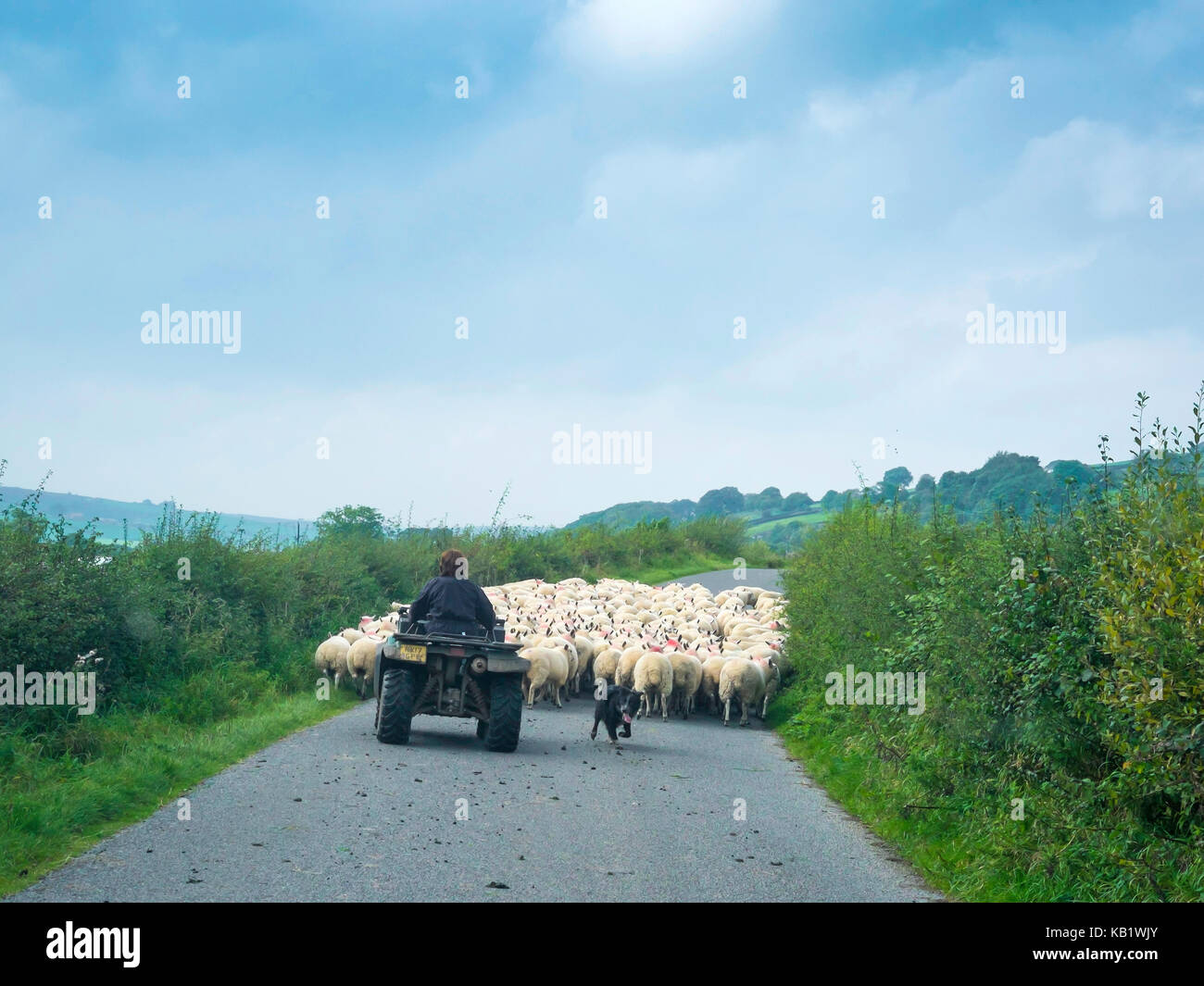 A shepherdess riding a quad bike assisted by her sheep dog driving a flock of sheep along a country road in the North Yorkshire Moors to new pasture. Stock Photo
