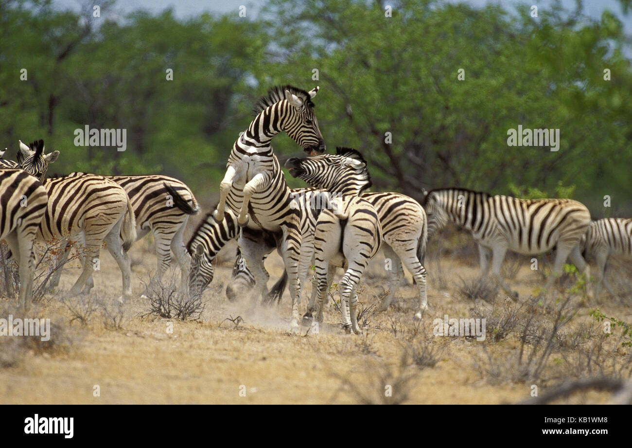 Burchell's zebras, Equus burchelli, focuses, stallions, fight, Masai Mara Park, Kenya, Africa, Stock Photo