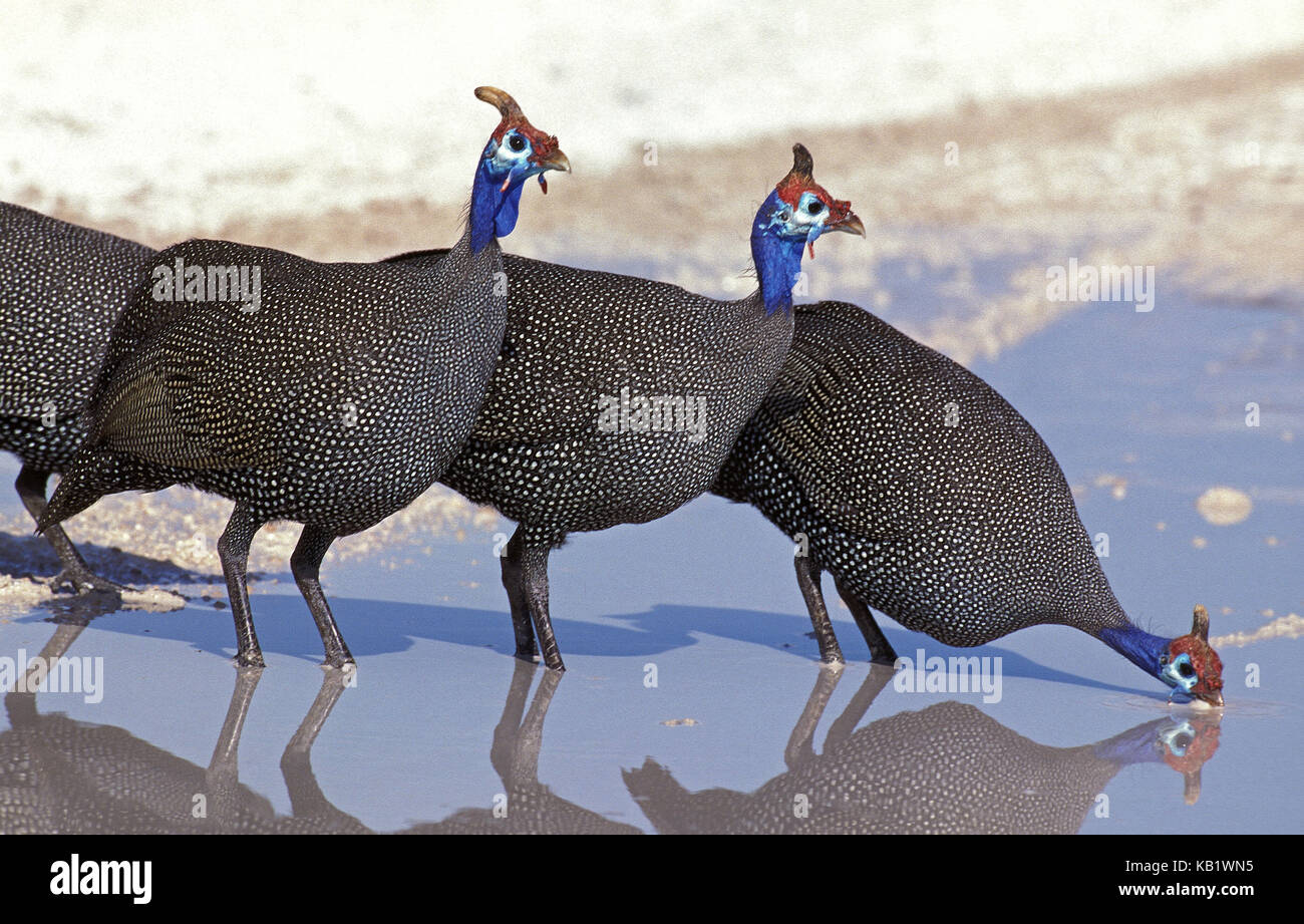 Helmet guinea fowls, Numida meleagris, group in watering place, drink, Kenya, Africa, Stock Photo