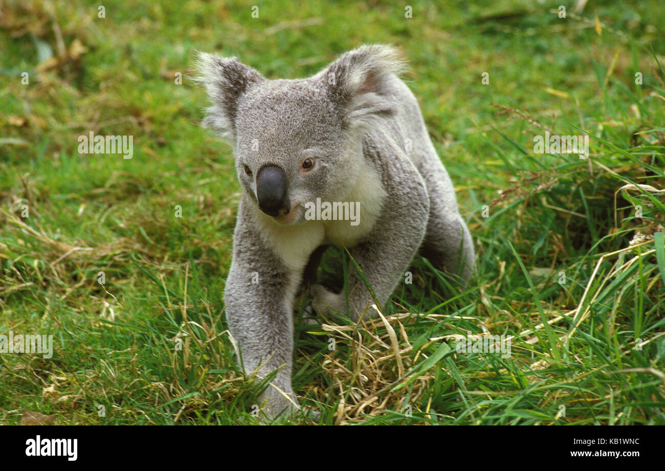 Koala, Phascolarctos cinereus, adult, in the floor, grass, run, Australia, Stock Photo