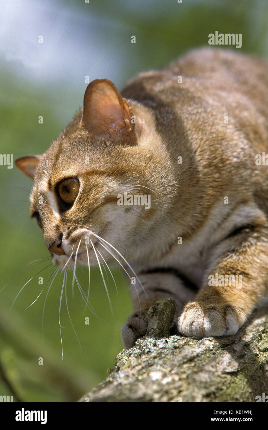 Rust cat, Prionailurus rubiginosus, branch, sit, watchfully, hunt, Stock Photo