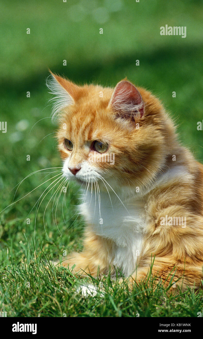 Red whiteness house cat lies in the grass, medium close-up, Stock Photo