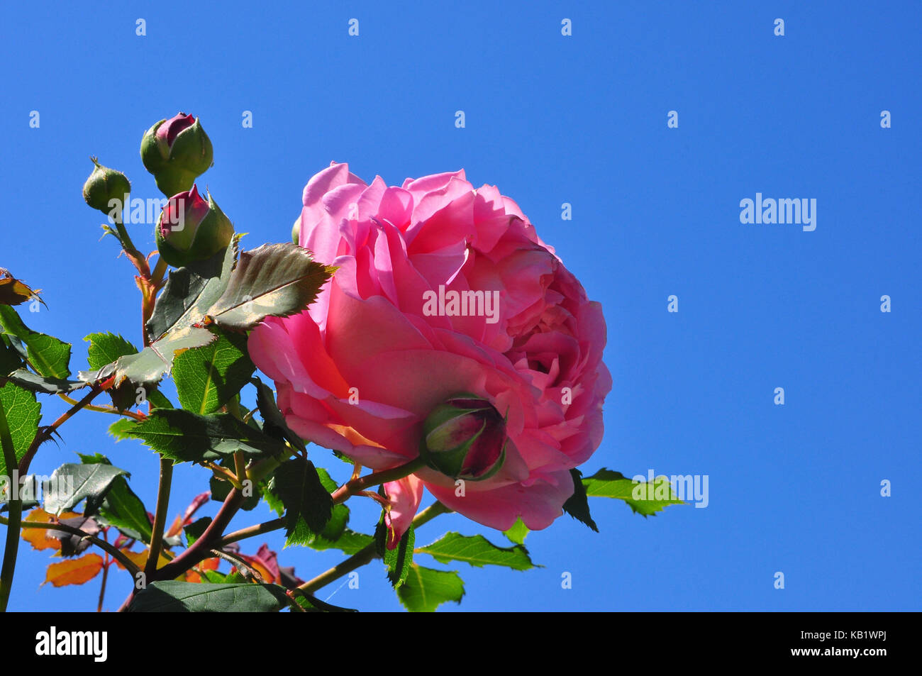 Botany, rose blossom, pink, Floribundarose Stock Photo - Alamy