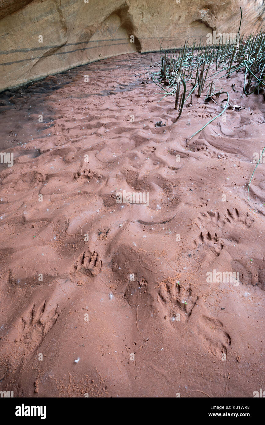Tracks of raccoon, ringtail, coyote and rabbit in wet sand in a canyon of the Escalante River in Southern Utah. Stock Photo
