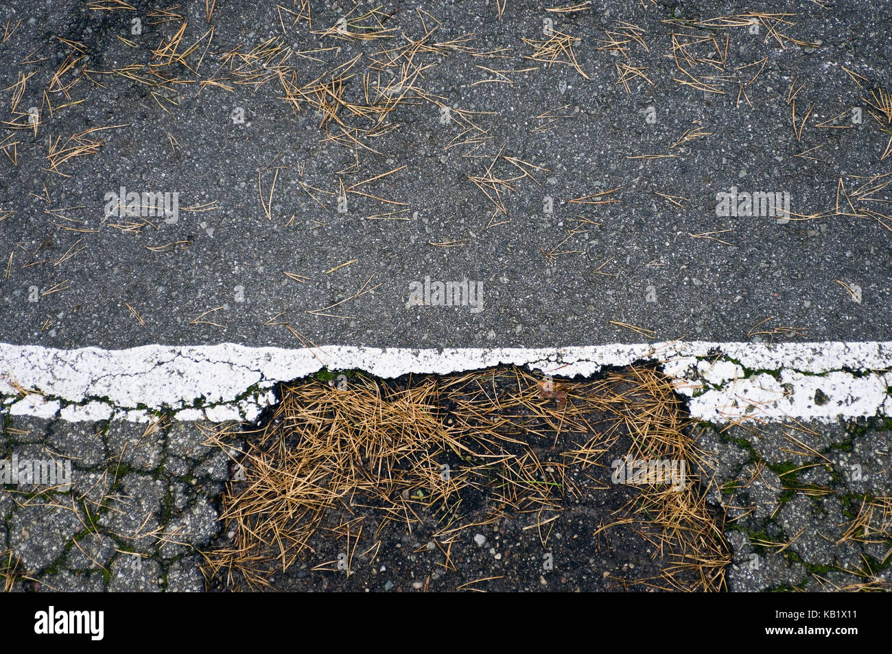 Asphalt, crumbly, pothole, pine needles, medium close-up, Stock Photo