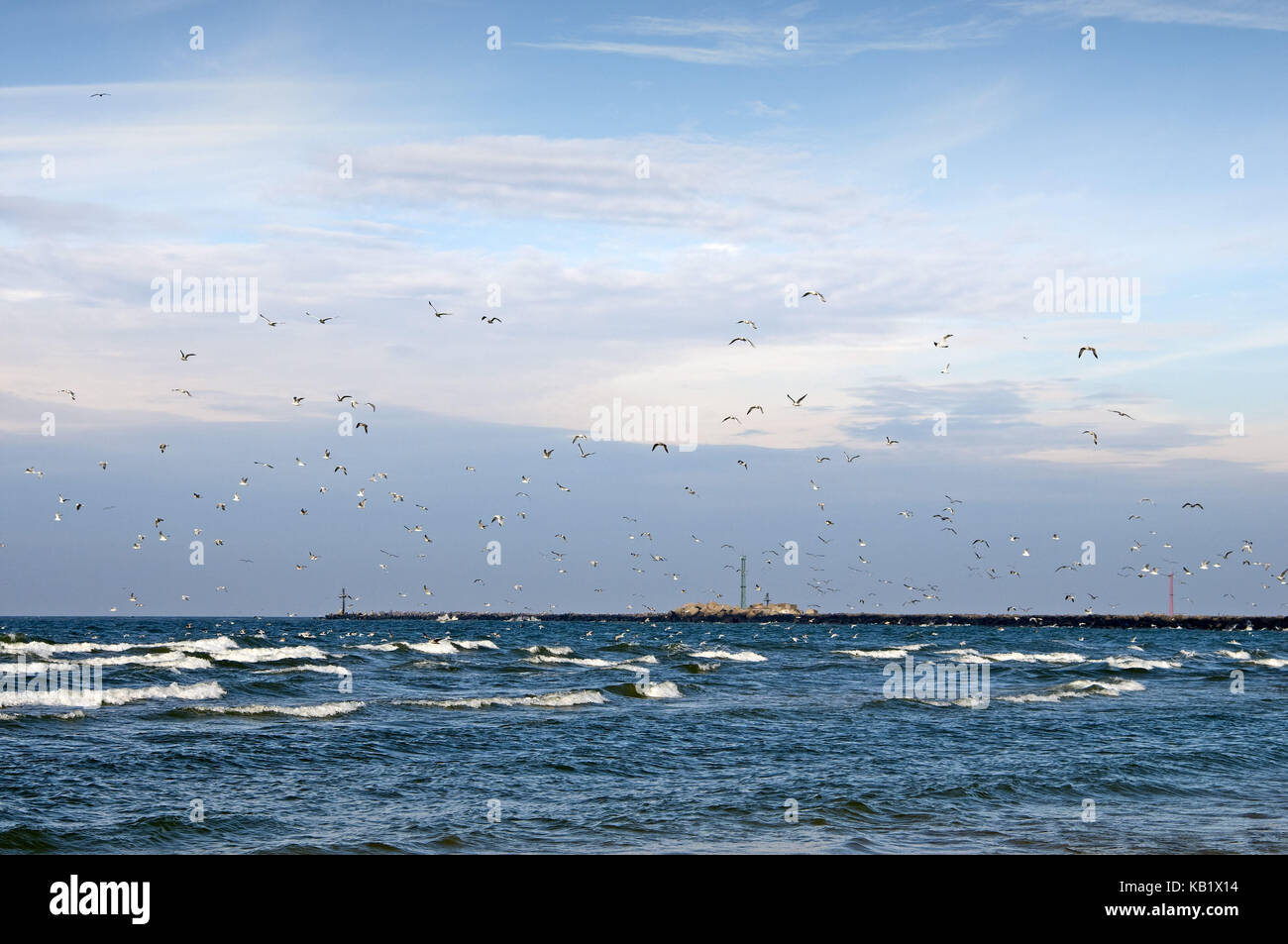 The Baltic Sea, gulls in coastal suture, Stock Photo