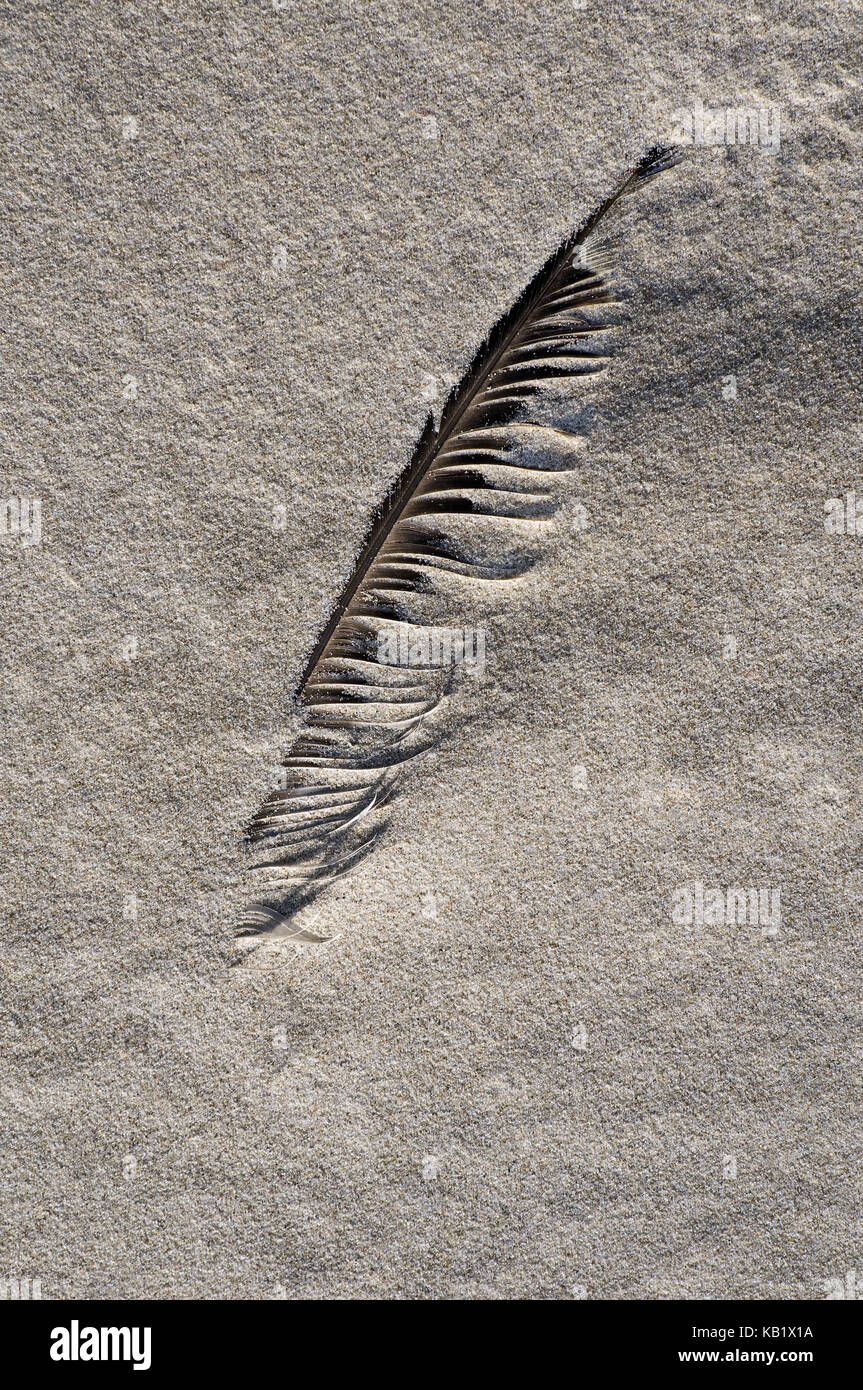Feather in Sand, medium close-up, Stock Photo