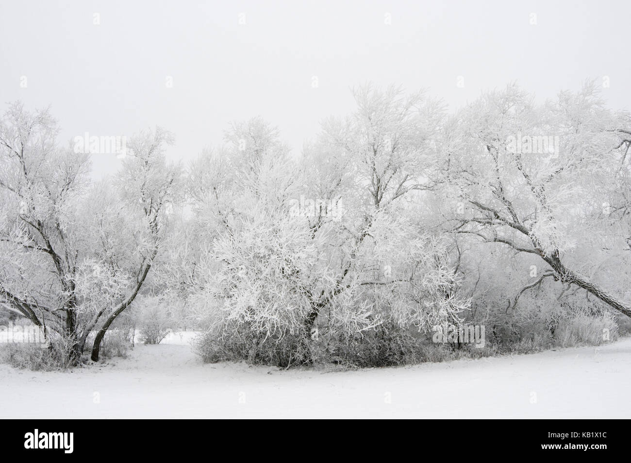 Snowy trees, Stock Photo