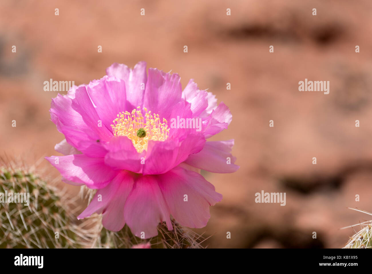 Pricklypear cactus in bloom, Grand Staircase - Escalante National Monument, Utah. Stock Photo