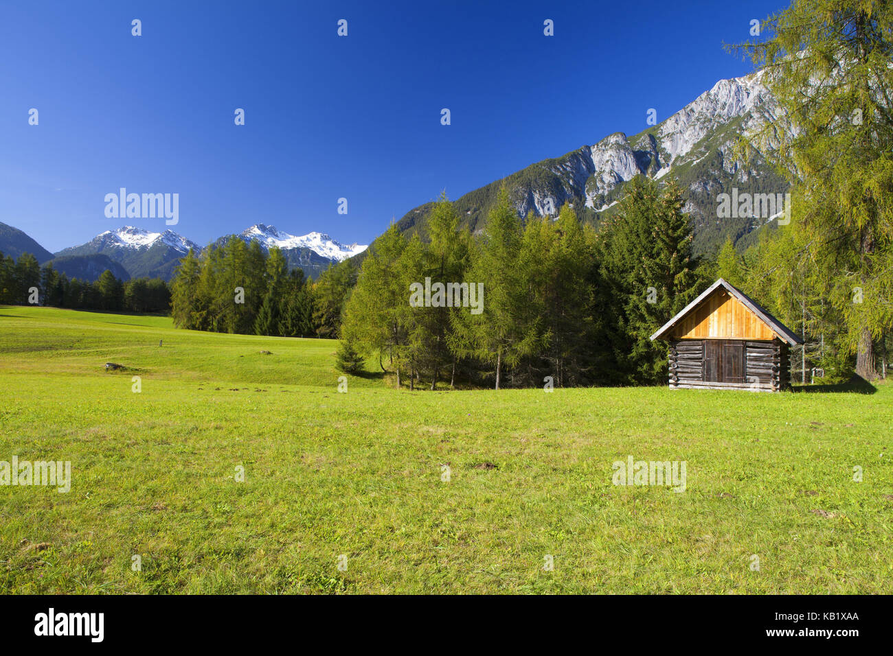 Austria, Tyrol, Mieminger plateau, larch meadows in Obsteig, Stock Photo