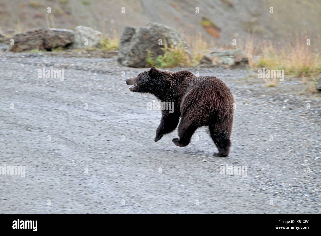 North America, the USA, Alaska, Denali national park, brown bear, Grizzly, Ursus arctos, park Road, Stock Photo