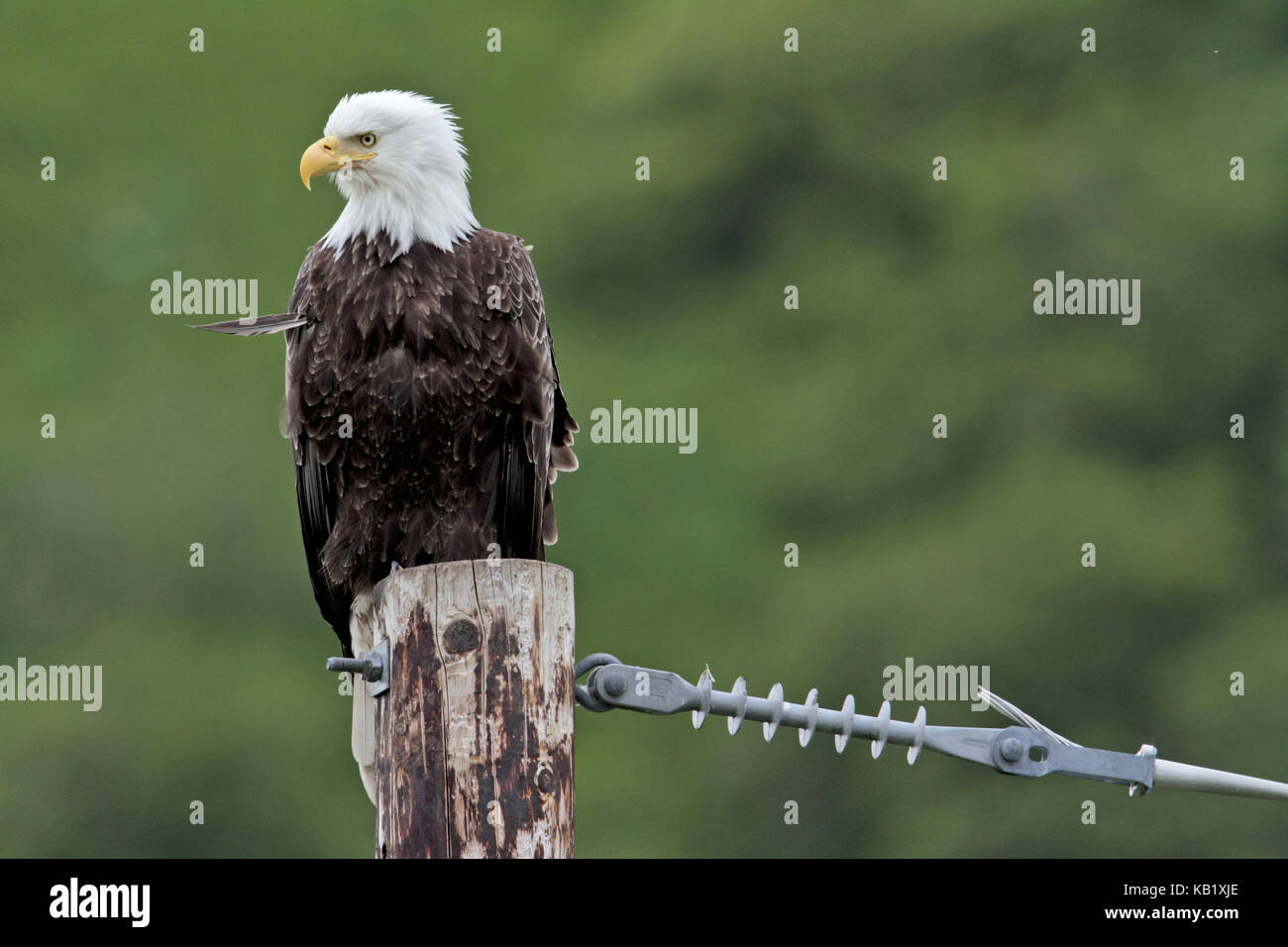 North America, the USA, Alaska, Kodiak Iceland, american eagle, Haliaeetus leucocephalus, Stock Photo