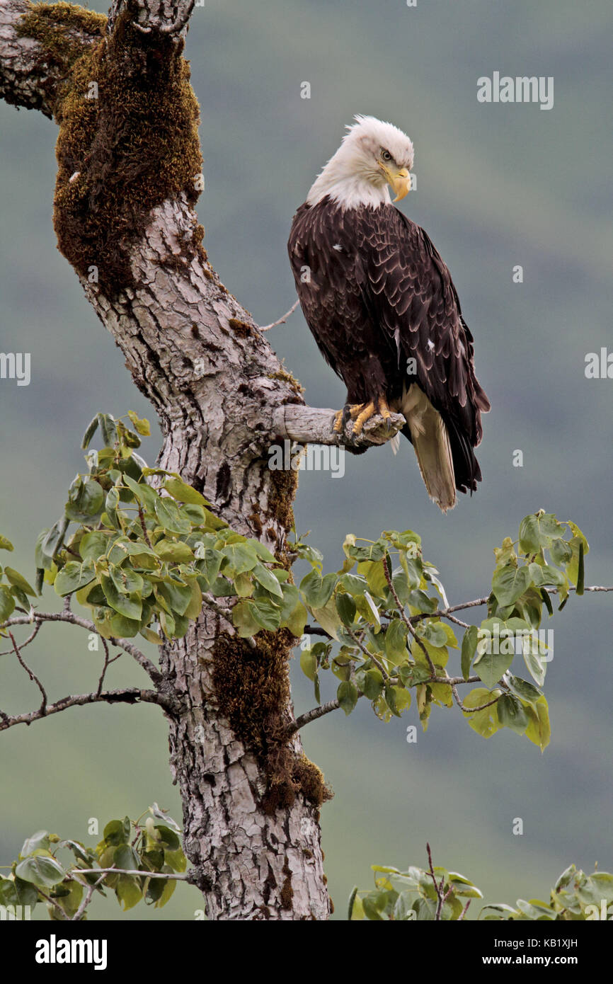North America, the USA, Alaska, Kodiak Iceland, american eagle, Haliaeetus leucocephalus, Stock Photo