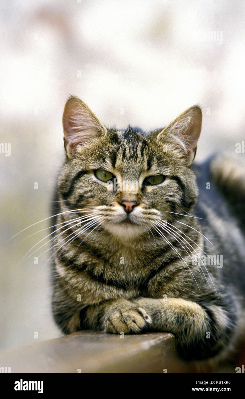 House cat, striped, lie, inside, head-on, medium close-up, Stock Photo