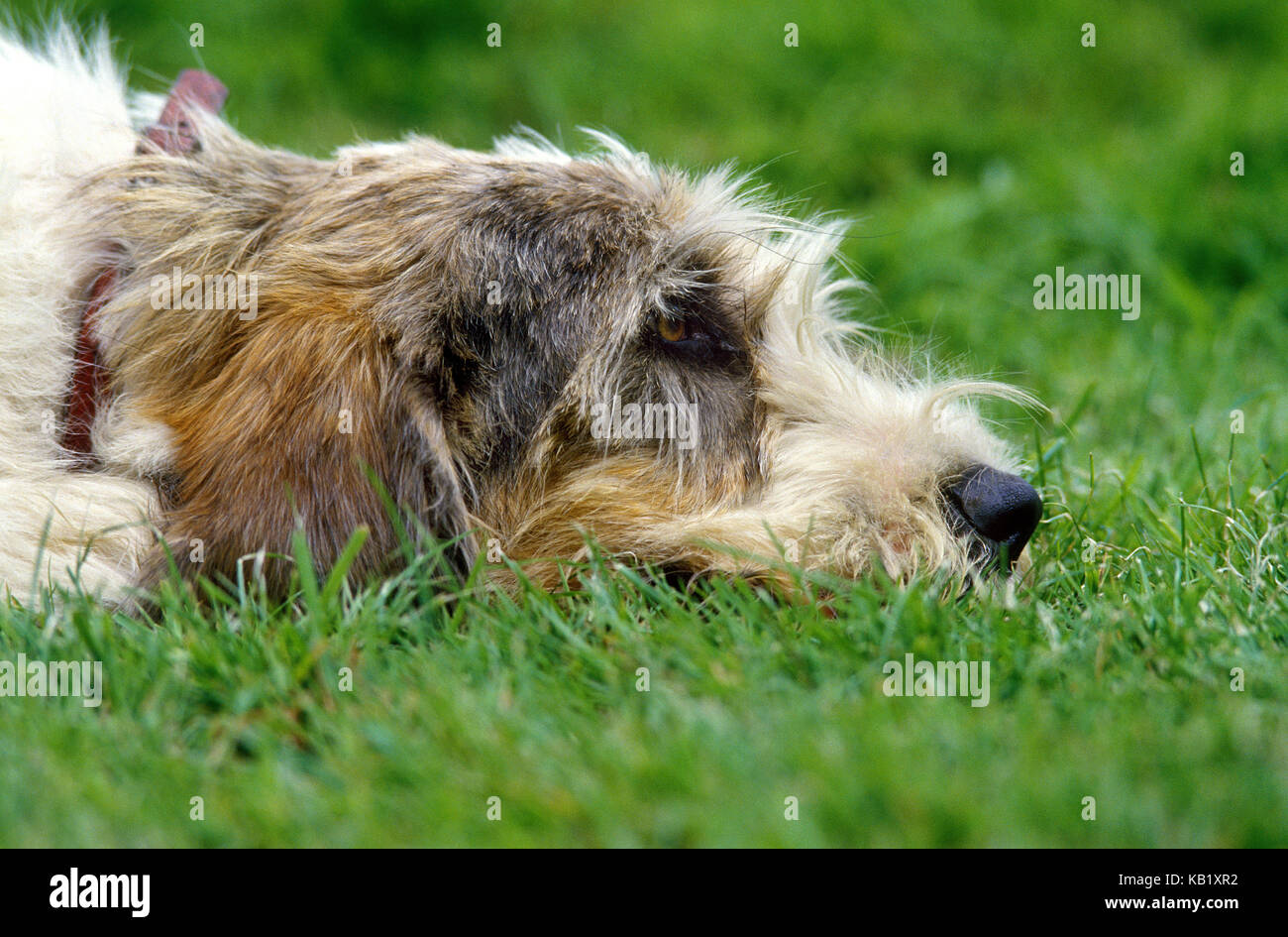 Dog, Petit basset Griffon Vendéen, meadow, lie, side view, medium close-up, Stock Photo