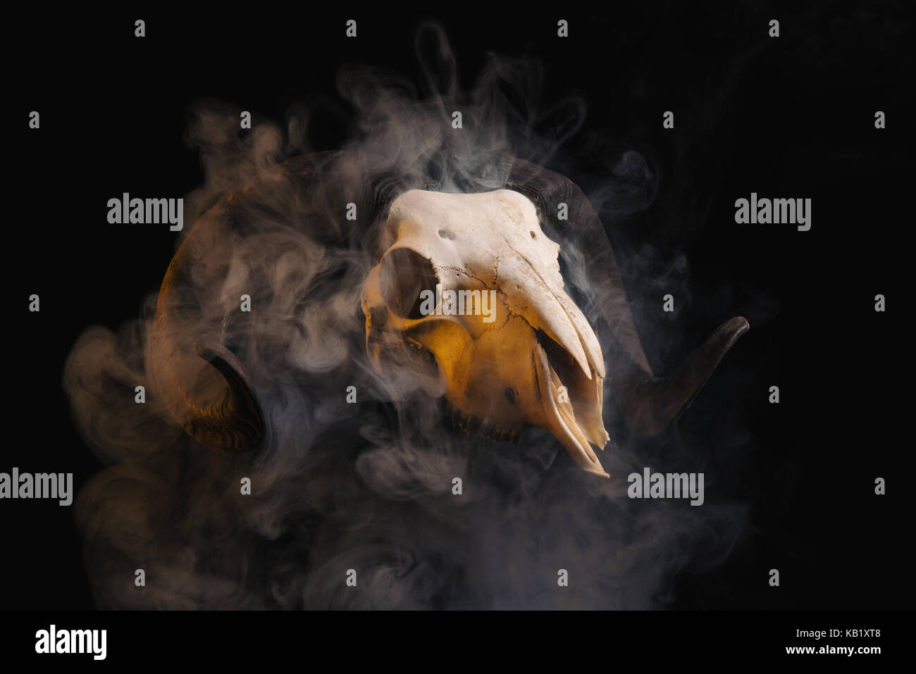 Ram skull with horns covered in smoke, Halloween theme Stock Photo