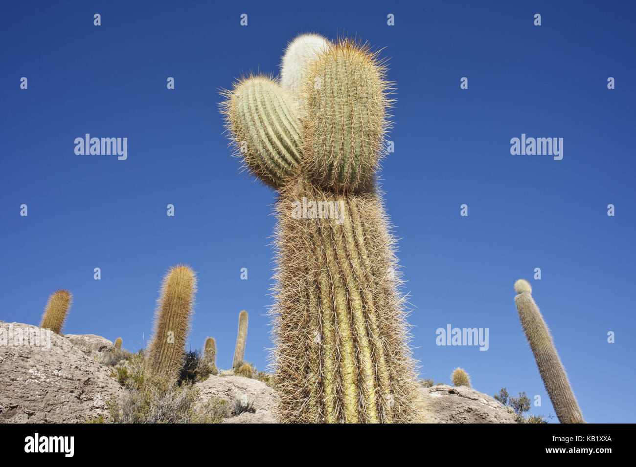 Bolivia, Salar de Uyuni, Isla Inca Huasi, cacti, Stock Photo