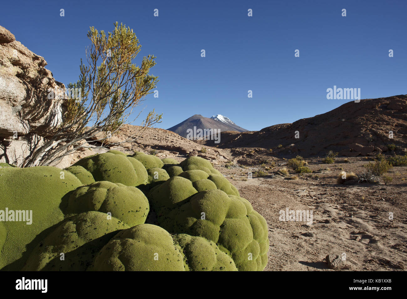 Bolivia, Los Lipez, Mirador Volcan Ollagüe, Yareta moss, Stock Photo