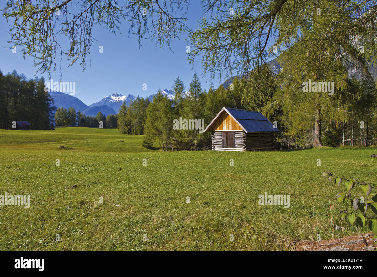 Austria, Tyrol, Mieminger plateau, Obsteig, larch meadows, Stock Photo