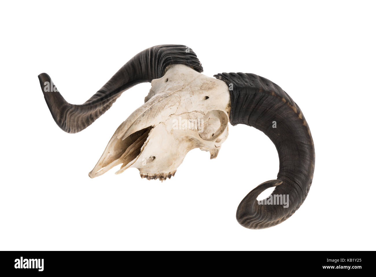 Side view of real ram skull with horns, studio shot isolated on white background Stock Photo
