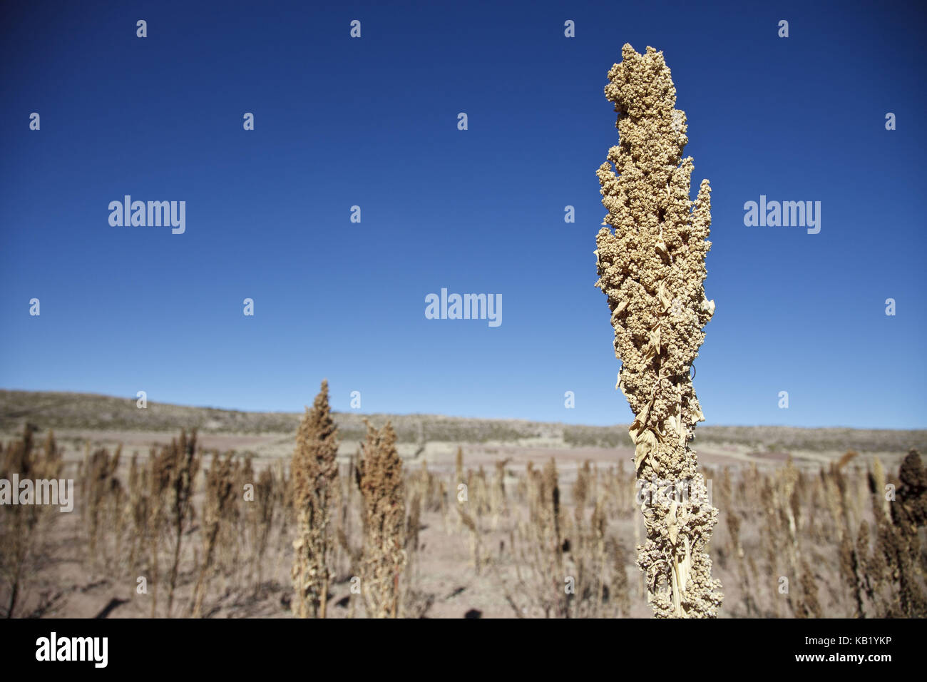 Bolivia, Salar de Uyuni, Fairly Trade, quinoa, field, Stock Photo