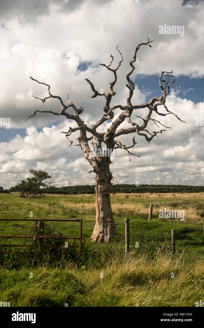 A completely dead tree in a wilderness of slightly overgrown fields with fences and barbed wire