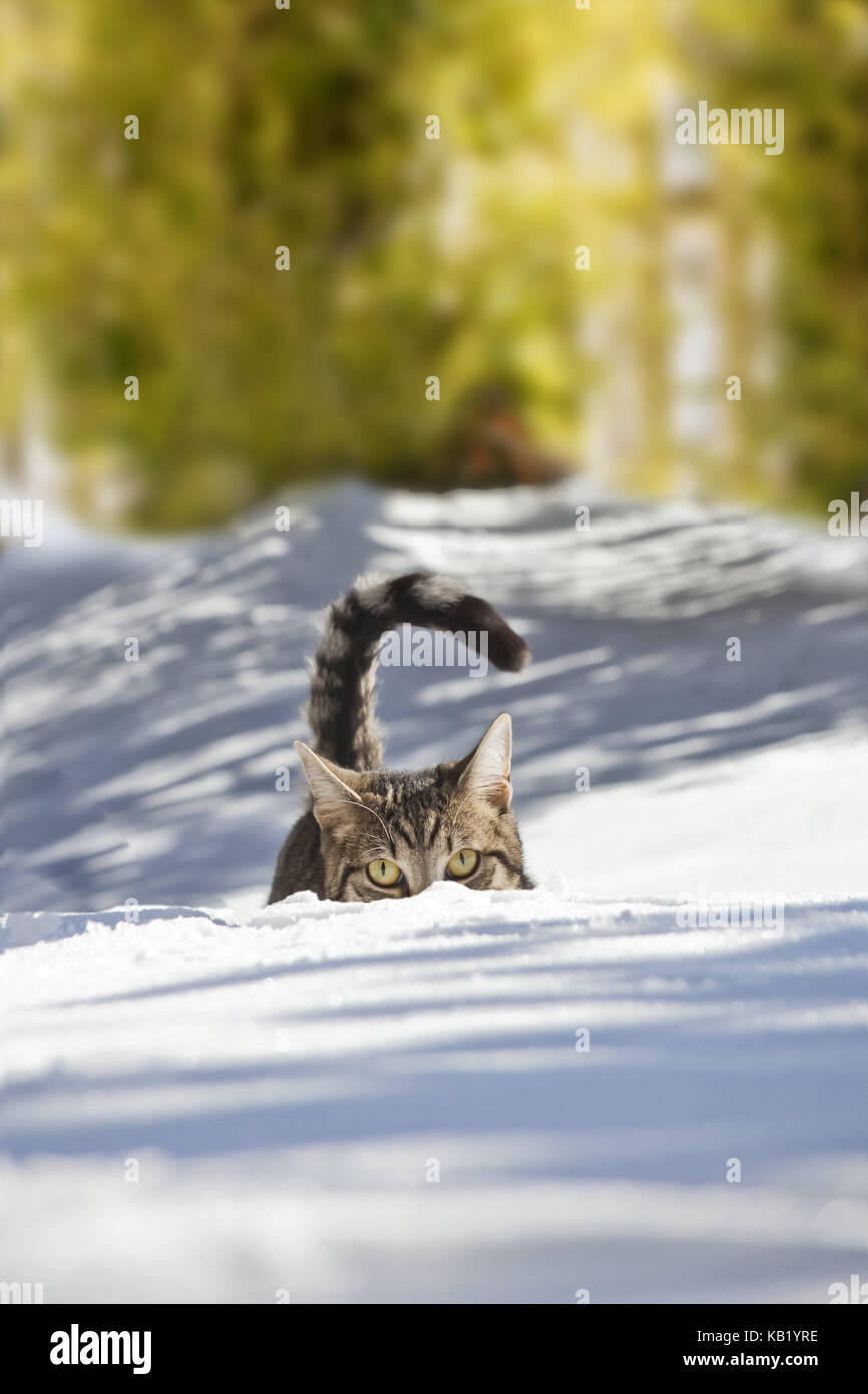 Cat, snow, hide, animal, pet, house cat, EKH, day release prisoner, one, striped, play, running into space, look view, lurk, go hunting, carefully, curiosity, interest, snow-covered, wintry, winters, outside, deep snow, head-on, Stock Photo
