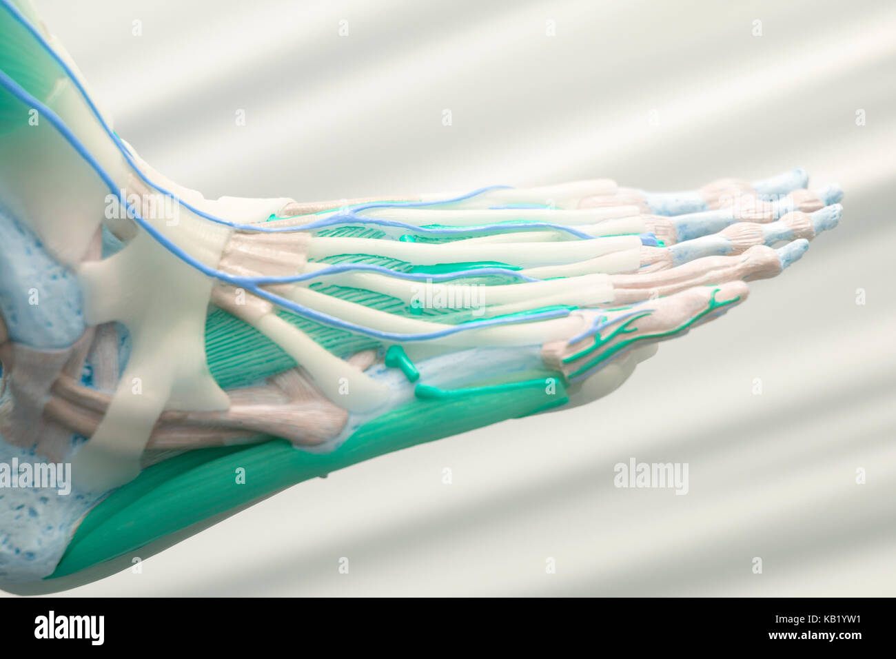 Human foot toes medical teaching model showing bones ligaments tendons