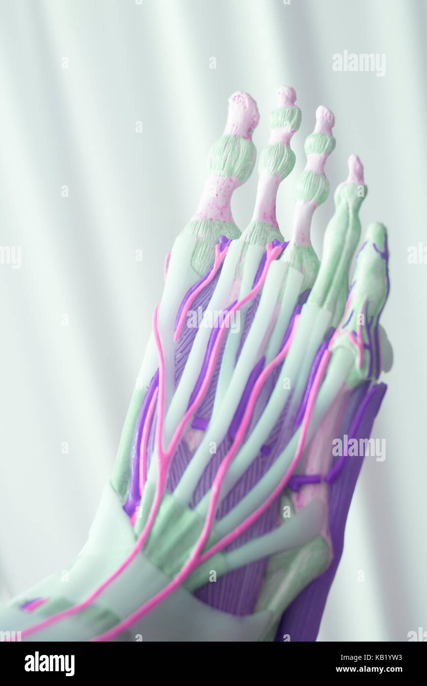Human foot toes medical teaching model showing bones ligaments tendons
