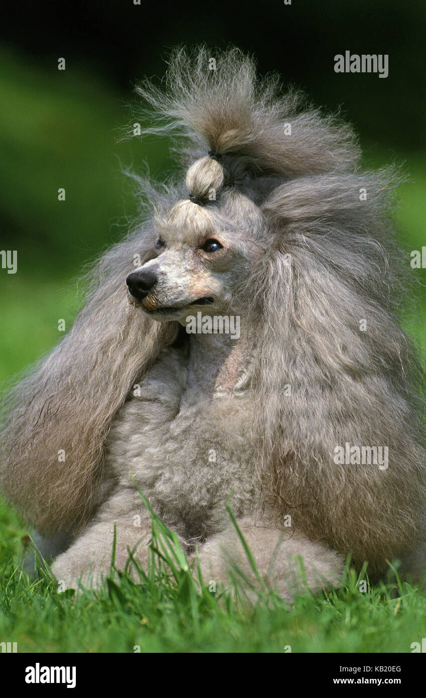 Grey standard poodle, meadow, lie, Stock Photo