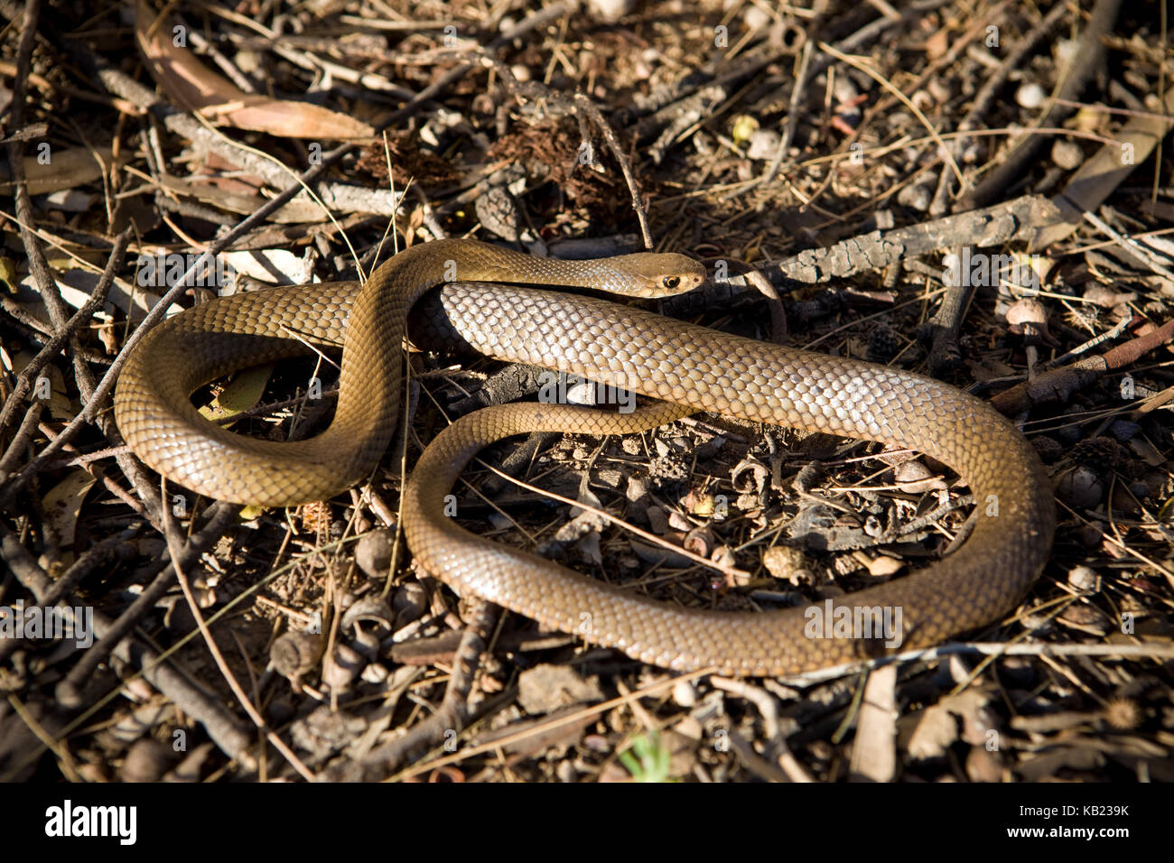 Inhabiting a wide portion of Australia from deserts to coastal regions, the Eastern Brown is one of the most deadly snakes in the world. Although note Stock Photo